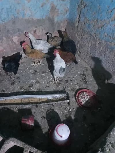 50 poulets