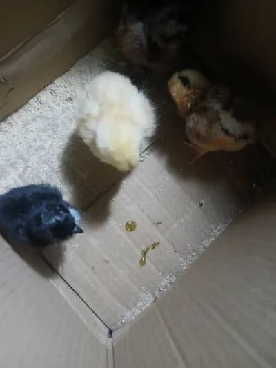 100 poussins