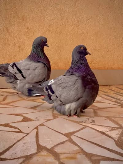 20 pigeons mondain