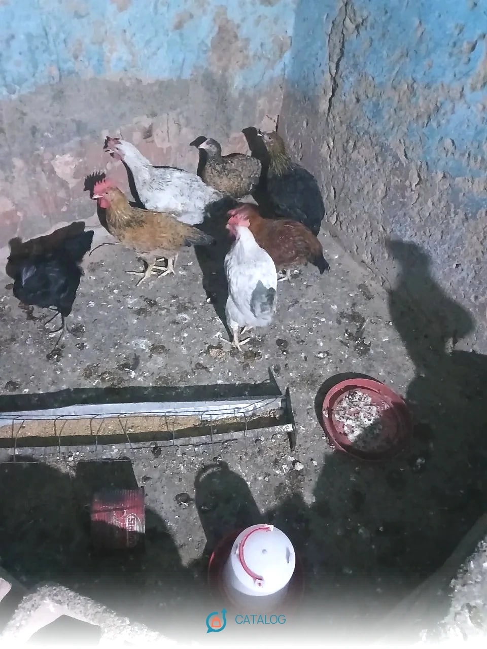 50 poulets