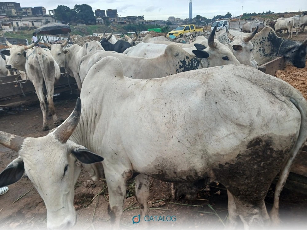 Vache laitière