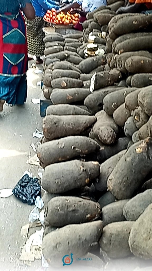Manioc frais