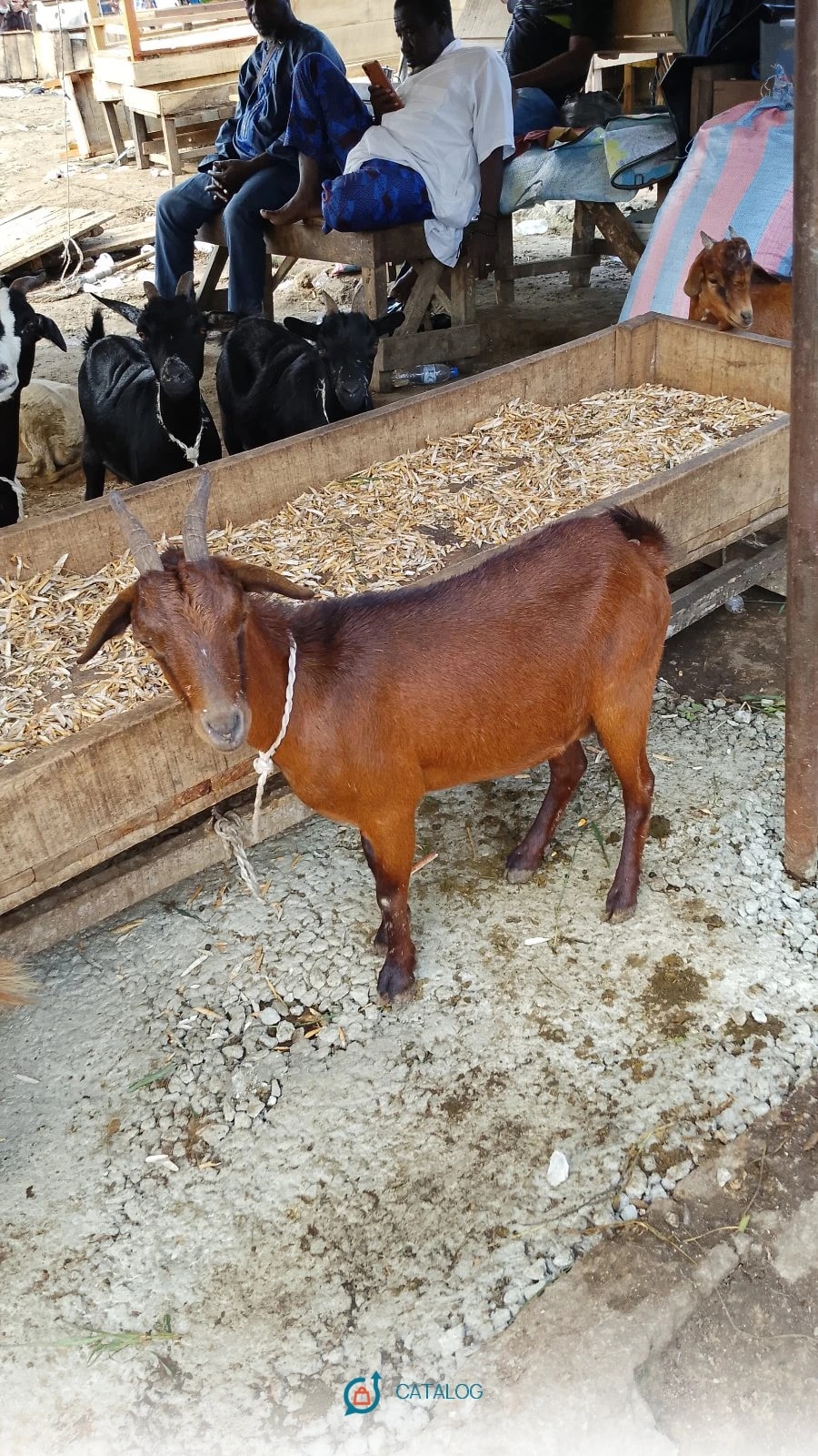 Chèvre
