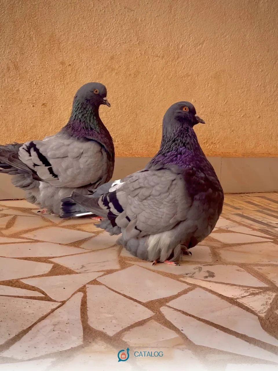 20 pigeons mondain