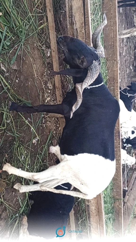 Bœuf noir et blanc