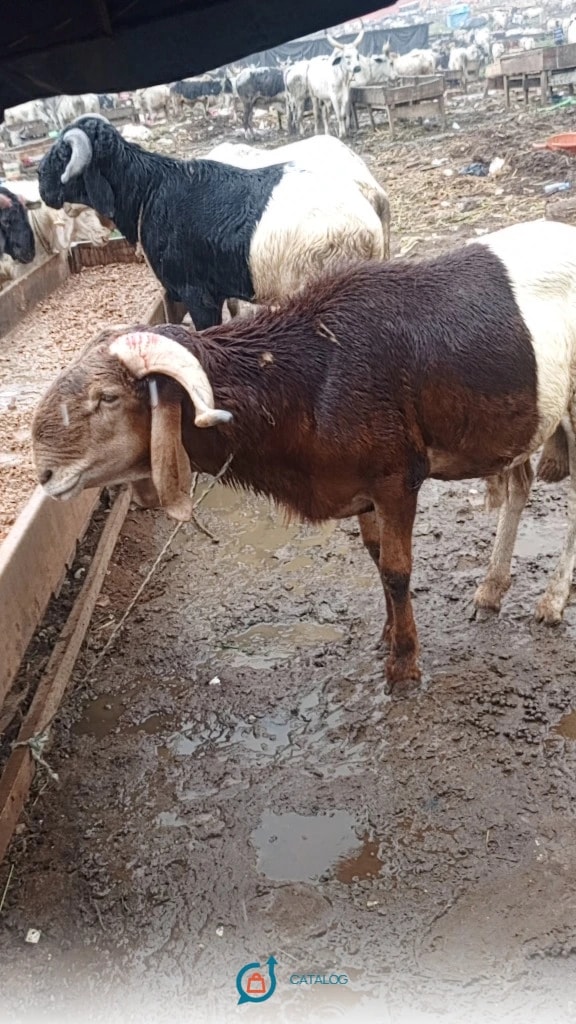 Bélier