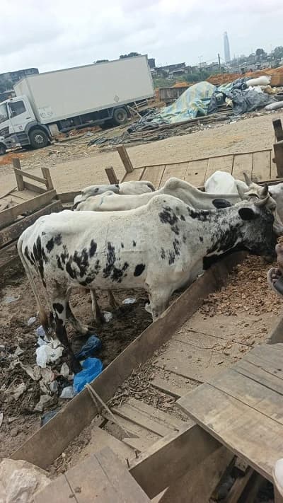Vache blanche
