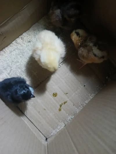 100 poussins