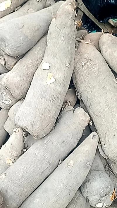 Igname tubercules frais