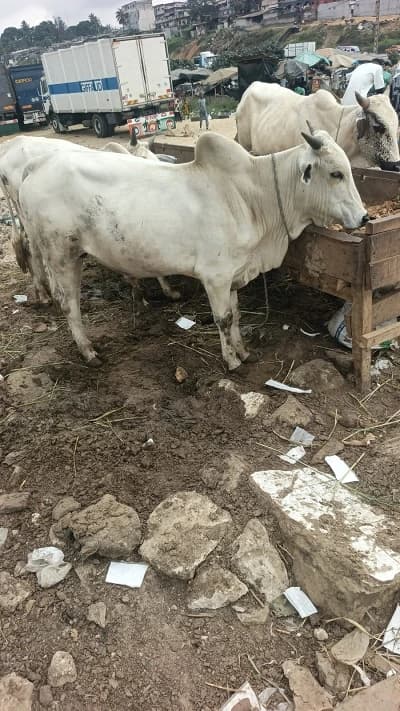 Vache blanche