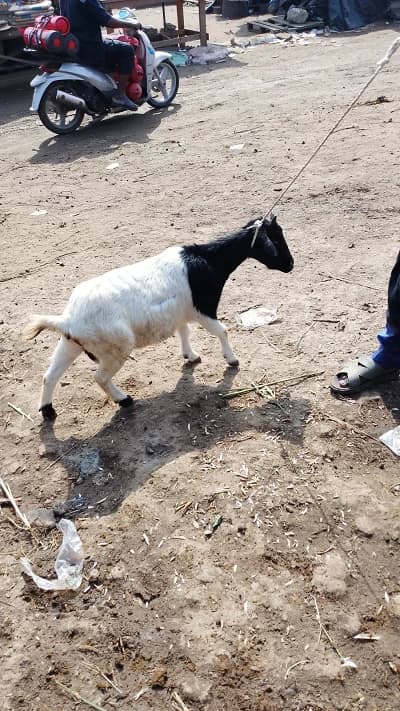 Chèvre à tête noire